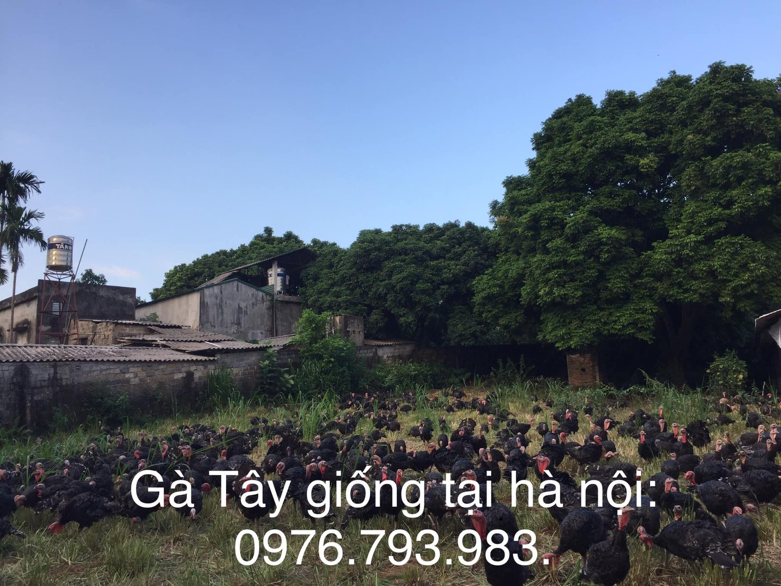 gà tây giống tại hà nội 