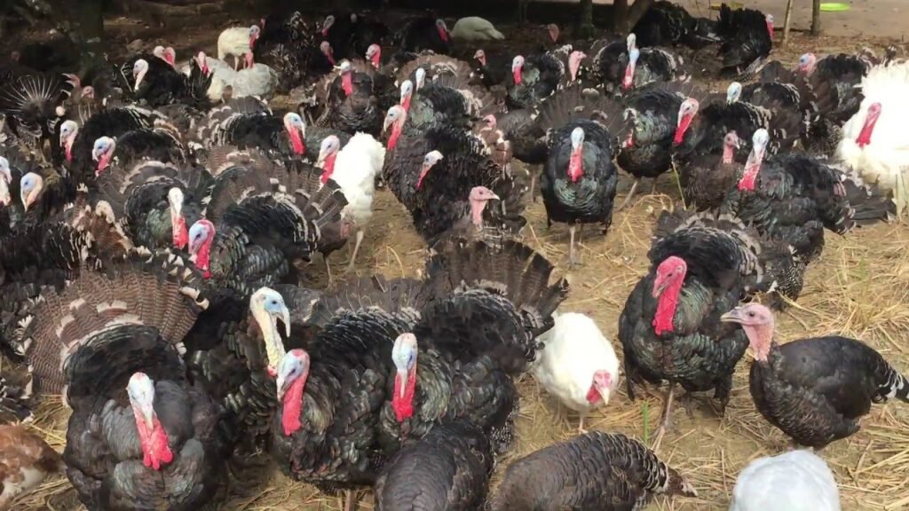 gà tây giống tại hà nội